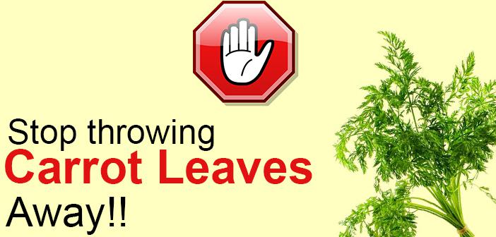 See Why You Ought to Save those Lose Carrot Leaves starting today